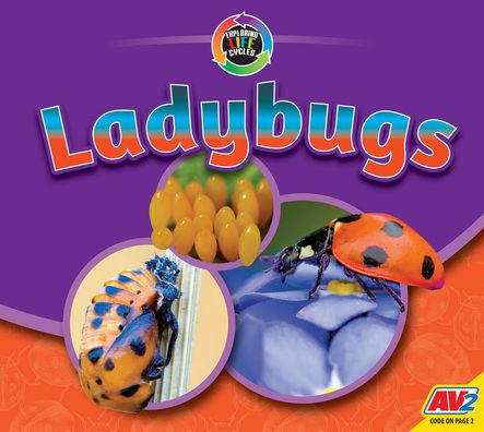 Ladybugs