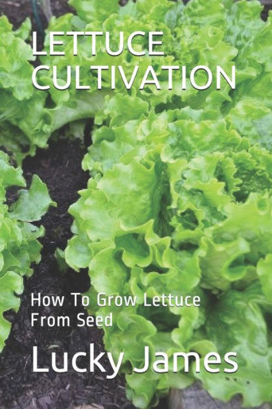 LETTUCE CULTIVATION: How To Grow Lettuce From Seed
