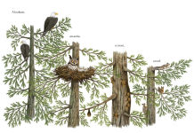 Alternative view 3 of When a Tree Falls: Nurse Logs and Their Incredible Forest Power