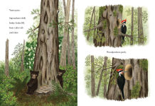Alternative view 4 of When a Tree Falls: Nurse Logs and Their Incredible Forest Power