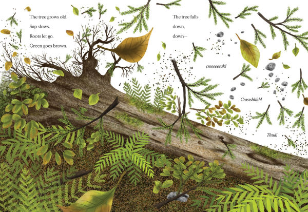 When a Tree Falls: Nurse Logs and Their Incredible Forest Power