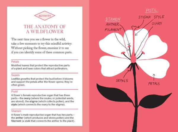 Pocket Nature: Flower Finding: Delight the Splendor of Wild Blooms