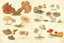 Alternative view 2 of Fungi Collected in Shropshire and Other Neighbourhoods: A Victorian Woman's Illustrated Field Notes