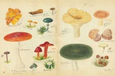 Alternative view 4 of Fungi Collected in Shropshire and Other Neighbourhoods: A Victorian Woman's Illustrated Field Notes