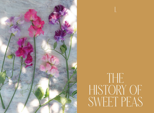 Sweet Pea School: Growing & Arranging the Garden's Most Romantic Blooms