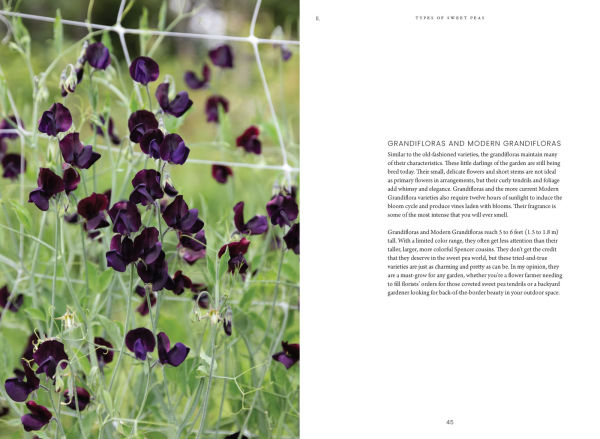 Sweet Pea School: Growing & Arranging the Garden's Most Romantic Blooms