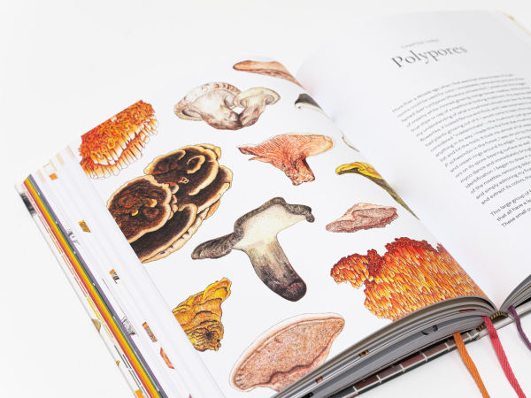 The Mushroom Color Atlas: A Guide to Dyes and Pigments Made from Fungi