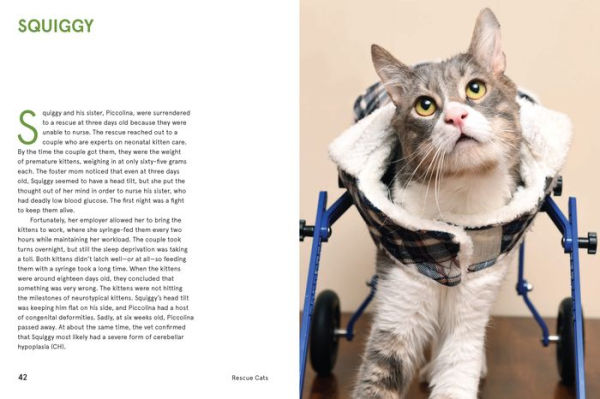 Rescue Cats: Portraits and Stories
