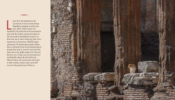 Alternative view 11 of Cats of Rome