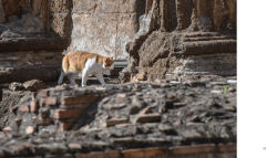 Alternative view 12 of Cats of Rome