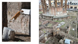 Alternative view 13 of Cats of Rome