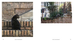 Alternative view 14 of Cats of Rome