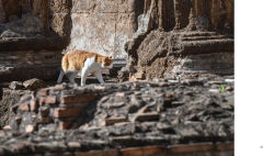 Alternative view 5 of Cats of Rome