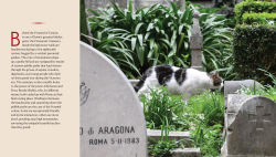 Alternative view 8 of Cats of Rome