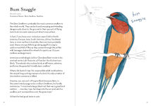 Alternative view 8 of A Dumb Birds Field Guide to the Worst Birds Ever