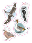Alternative view 4 of The Field Guide to Dumb Birds Sticker Book: 100+ Stickers of the Dumbest Birds