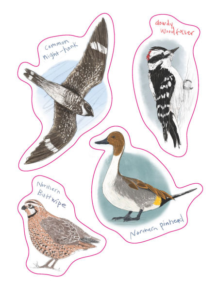 The Field Guide to Dumb Birds Sticker Book: 100+ Stickers of the Dumbest Birds