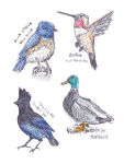 Alternative view 10 of The Field Guide to Dumb Birds Sticker Book: 100+ Stickers of the Dumbest Birds