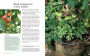 Alternative view 2 of Grow Your Own Food: 35 ways to grow vegetables, fruits, and herbs in containers
