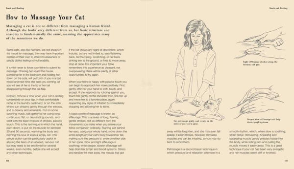 Talk to your Cat: How communicate with feline friend