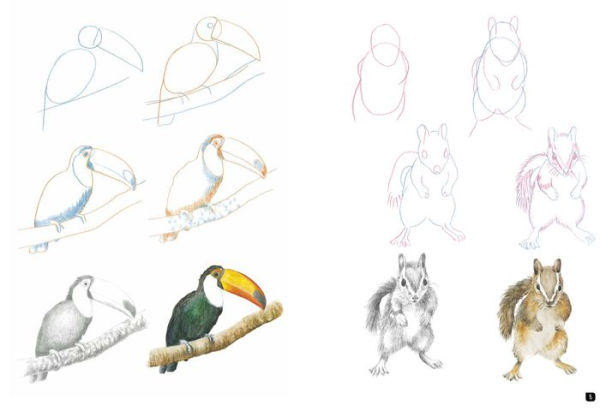 Barnes and Noble Draw 100: Animals: From basic shapes to amazing drawings in  super-easy steps