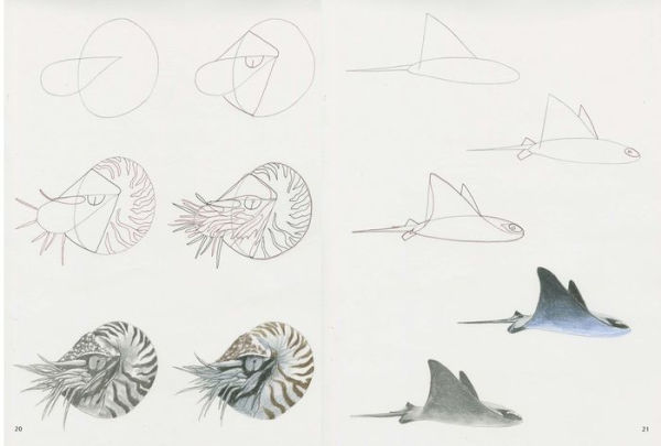 How to Draw Sea Creatures in Simple Steps