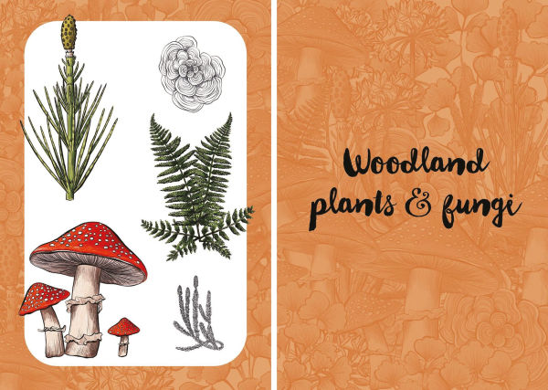 10 Step Drawing: Botanicals: Draw over 50 plants in 10 easy steps