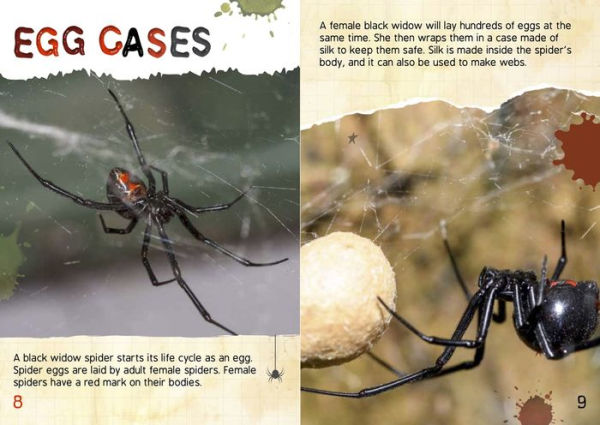 black widow spider life cycle