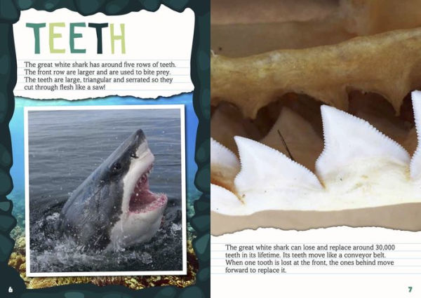 Teeth to Tail of a Great White Shark