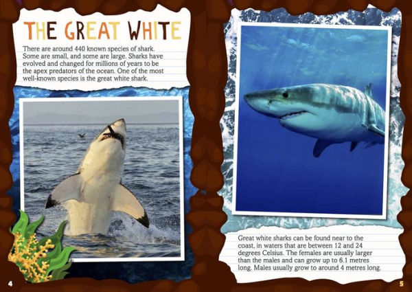 Teeth to Tail of a Great White Shark