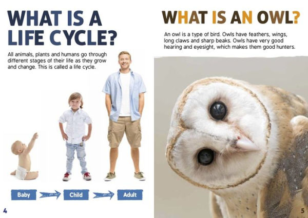 An Owl's Life Cycle