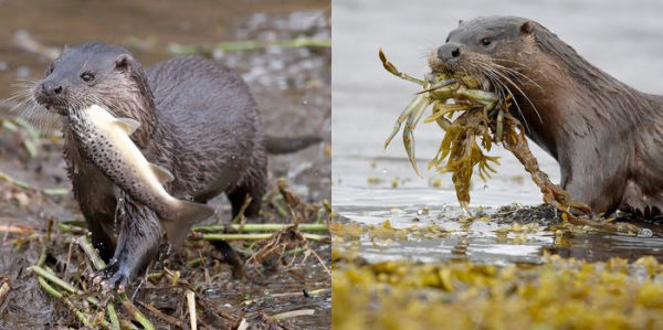 The Otter Book