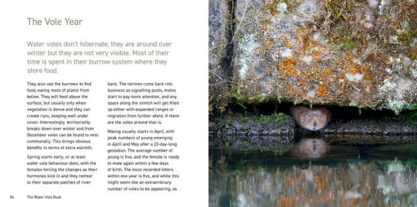 The Water Vole Book