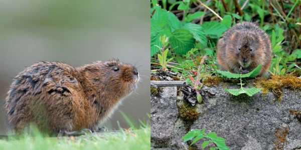 The Water Vole Book