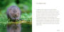 Alternative view 4 of The Water Vole Book