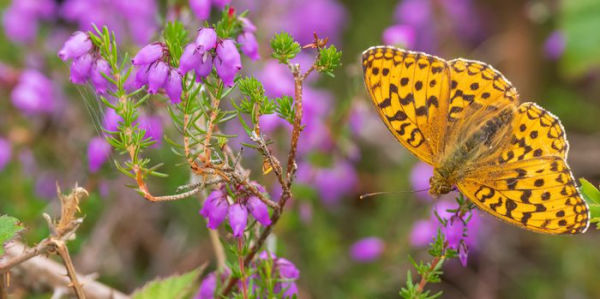 Butterfly Safari