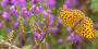 Alternative view 5 of Butterfly Safari