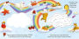 Alternative view 3 of Rainbow Adventure: with Interactive Maze