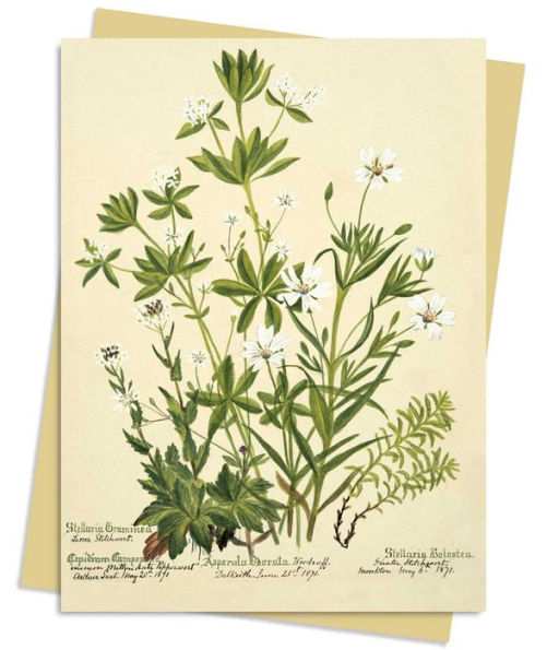 RBGE: Charlotte Cowan Pearson: Stitchworts, Woodruff and Pepperwort Greeting Card Pack: Pack of 6