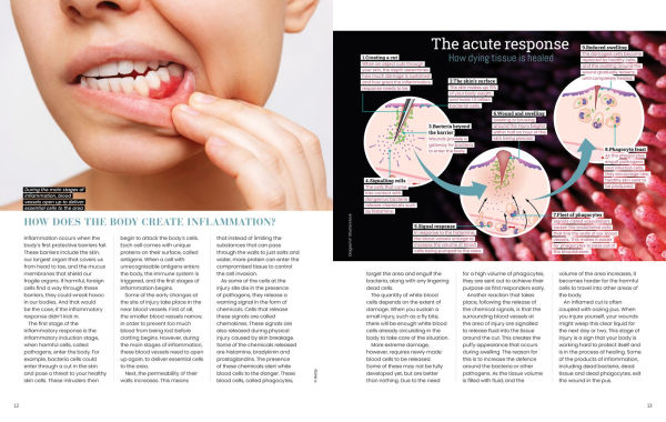 Anti Inflammatory Guide
