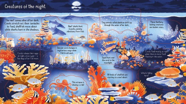 Look inside a Coral Reef