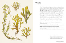 Alternative view 3 of The Coastal Forager: A Guide to the Edible Opportunities of our Amazing Coastlines