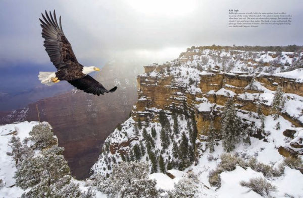 Birds of Prey: Stunning Photographs of the World's Great Hunting  9781838860950