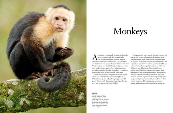 Monkeys: Apes, Gorillas and Other Primates