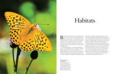 Alternative view 2 of Butterflies: Beautiful Flying Insects