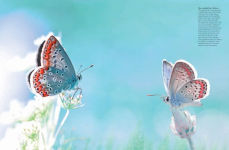 Alternative view 3 of Butterflies: Beautiful Flying Insects