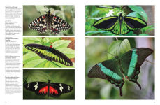 Alternative view 4 of Butterflies: Beautiful Flying Insects