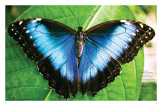 Alternative view 5 of Butterflies: Beautiful Flying Insects