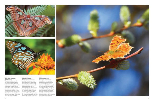 beautiful flying insects