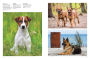Alternative view 7 of Dogs: A Celebration of Our Canine Friends